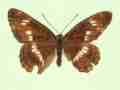 Limenitis camilla male (aberrant form asymmetrical + angustofasciata) (Internet Image property of respective owner, non-commercial use only)